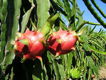 Dragon+fruit+cactus