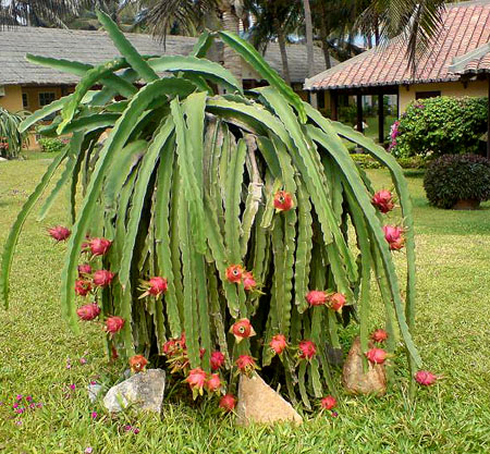 Dragon+fruit+plant